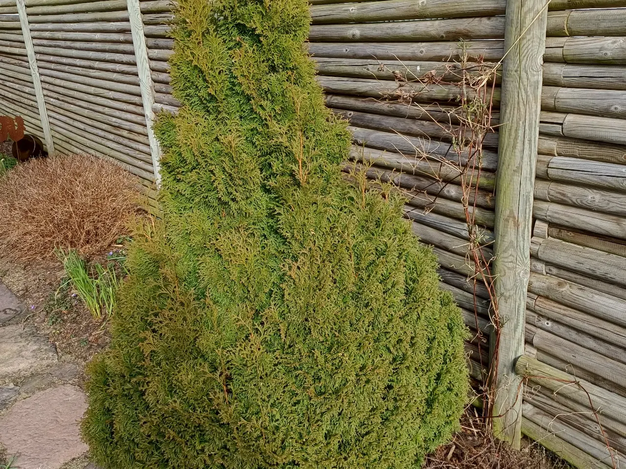 Billede 2 - Stor flot Thuja