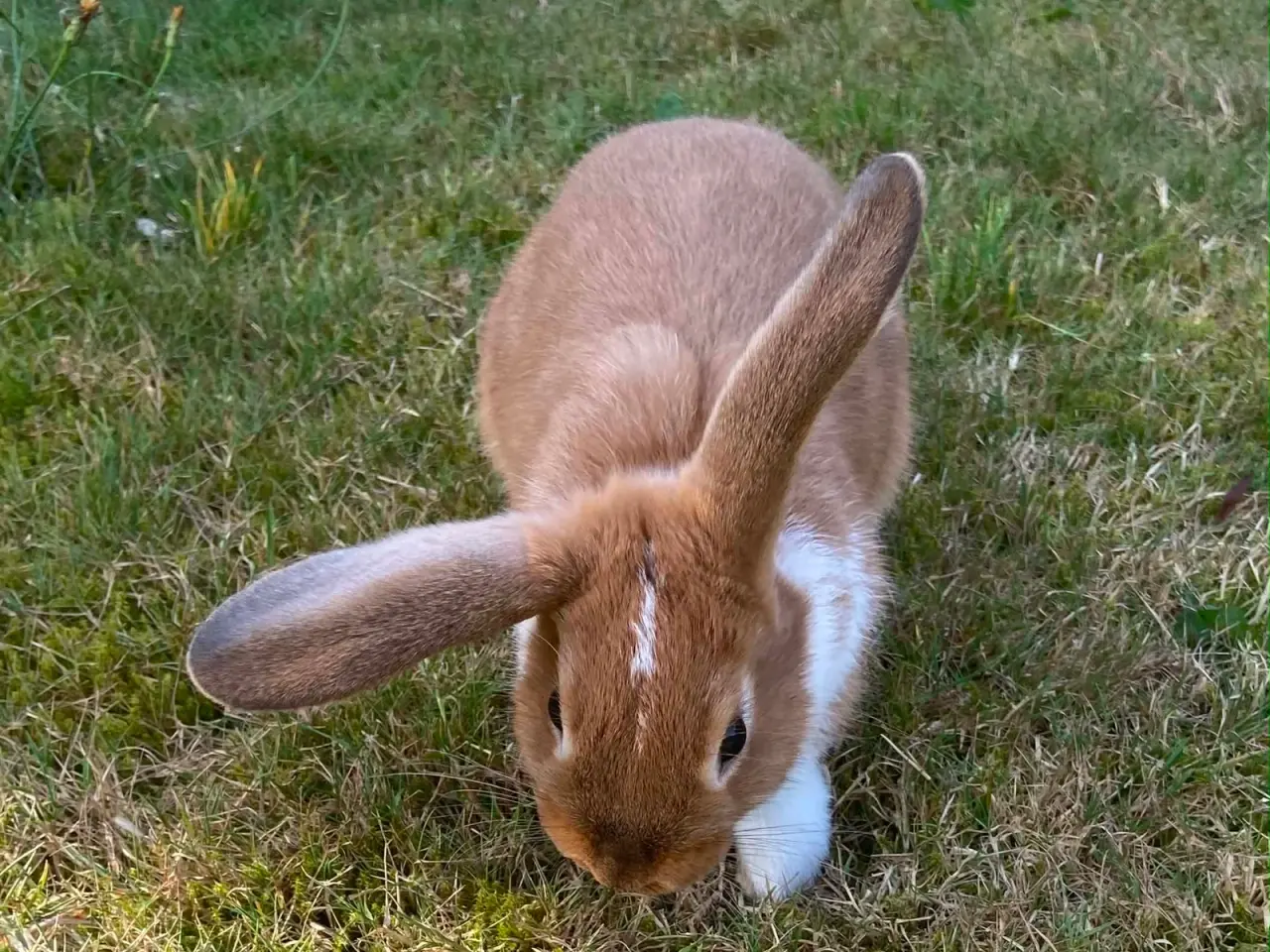 Billede 3 - Smuk lille pige kanin🥕