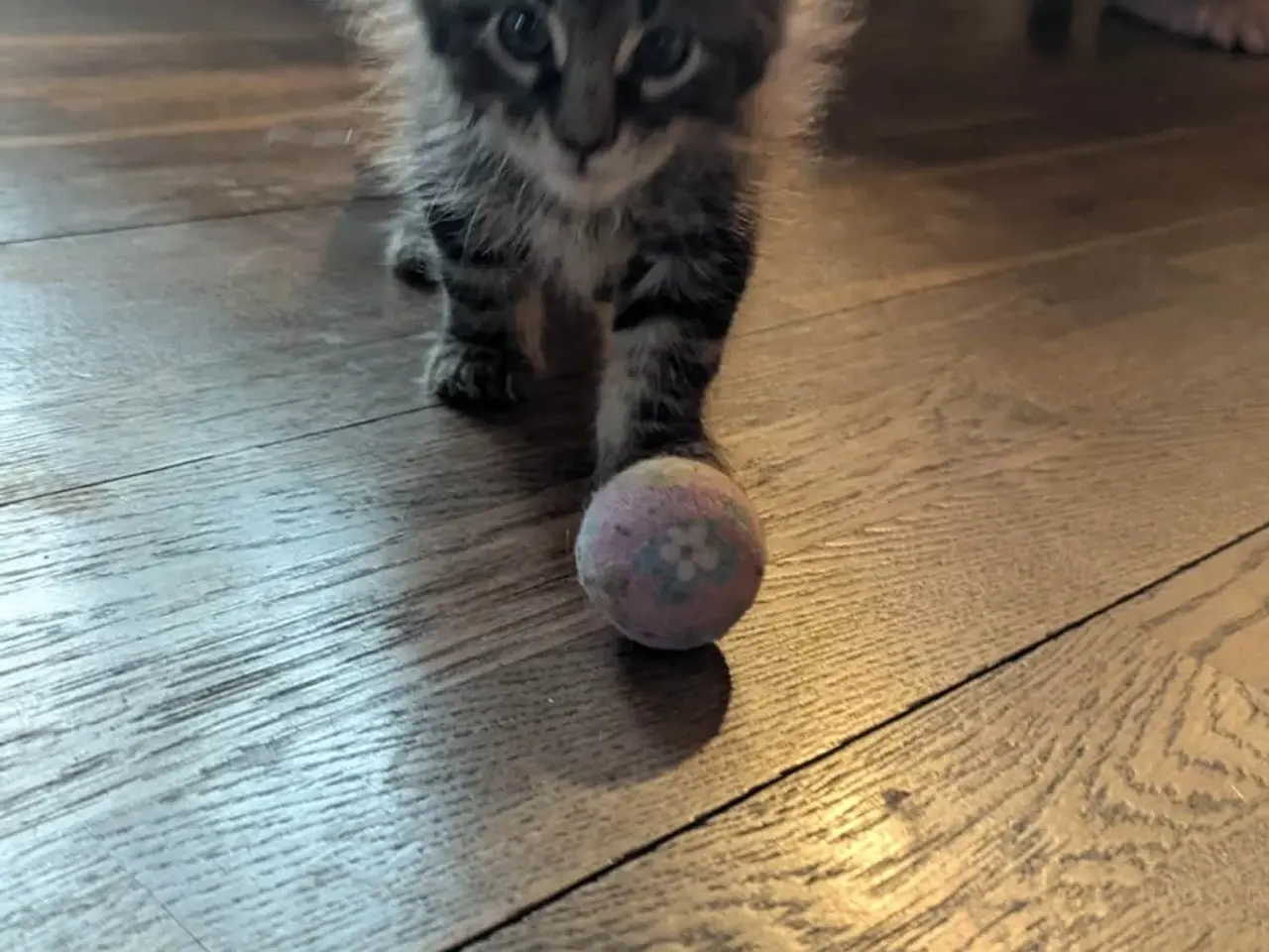 Billede 8 - Donderboss Maine coon