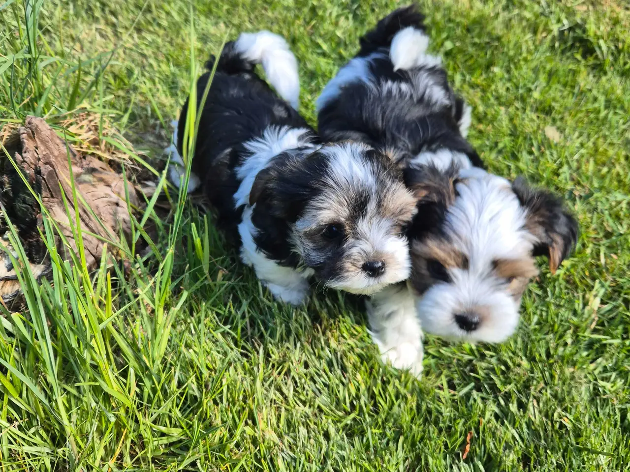 Billede 5 - Biewer Morkie hvalpe.