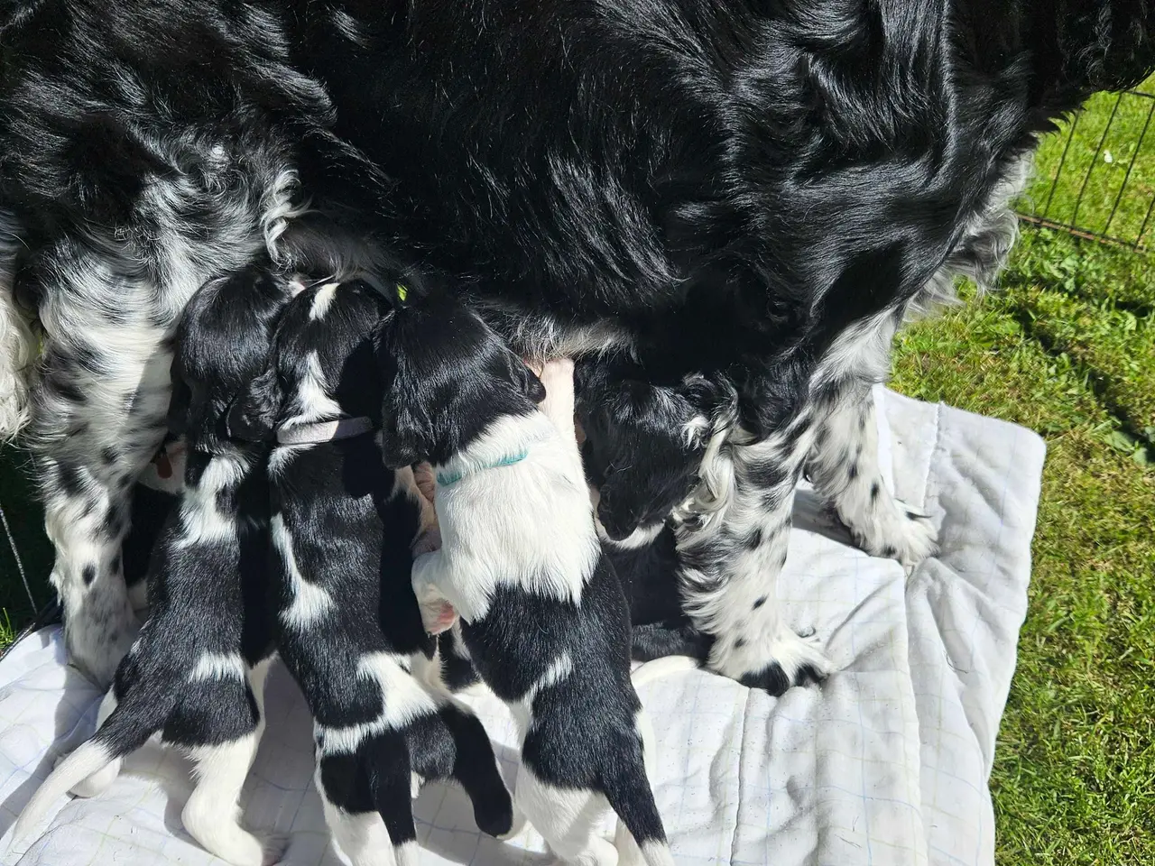 Billede 17 - Engelsk springer spaniel 