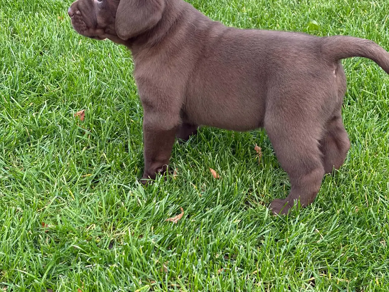 Billede 3 - ægte brune Labrador hvalpe sælges