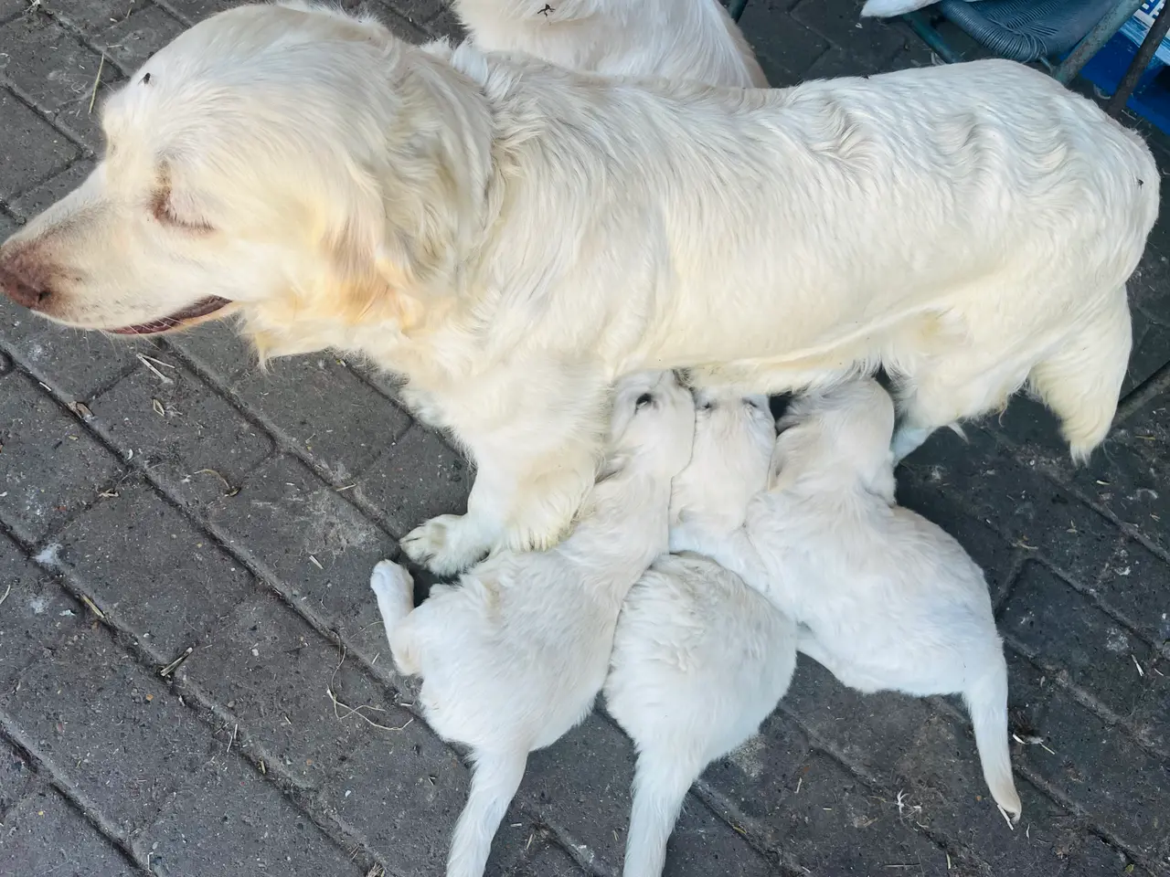 Billede 16 - 4 Golden retriever hvalpe sælges