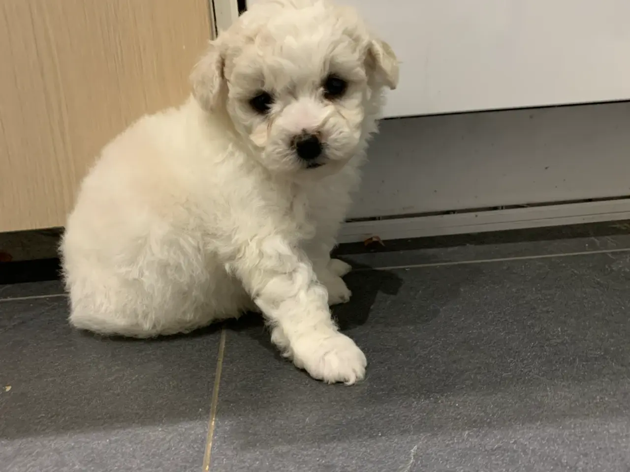 Billede 7 - Bichon Frise