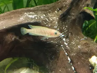Neolamprologus Multifasciatus sneglehus cichlider