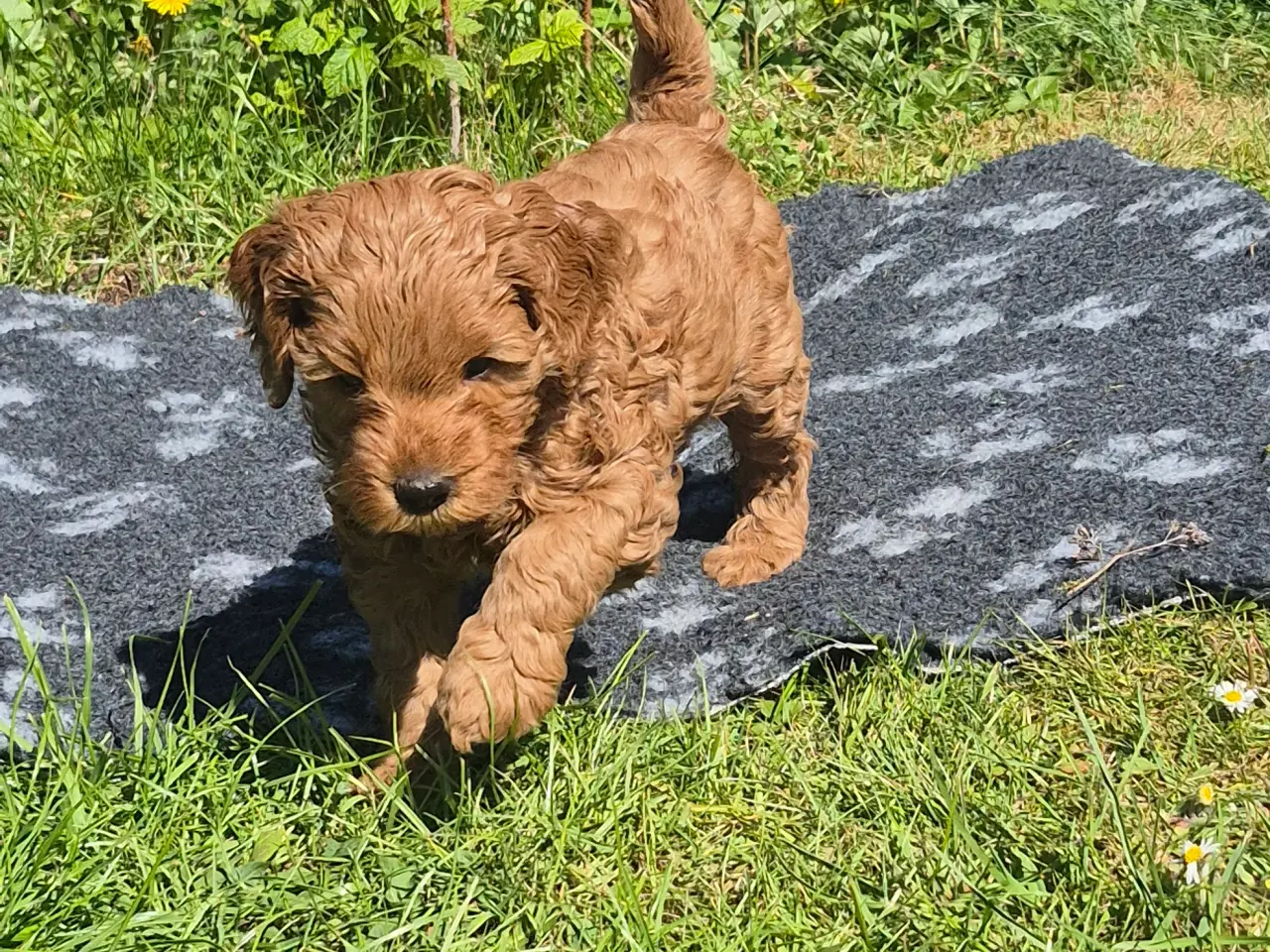 Billede 3 - Goldendoodle hvalpe - 14-21 kg
