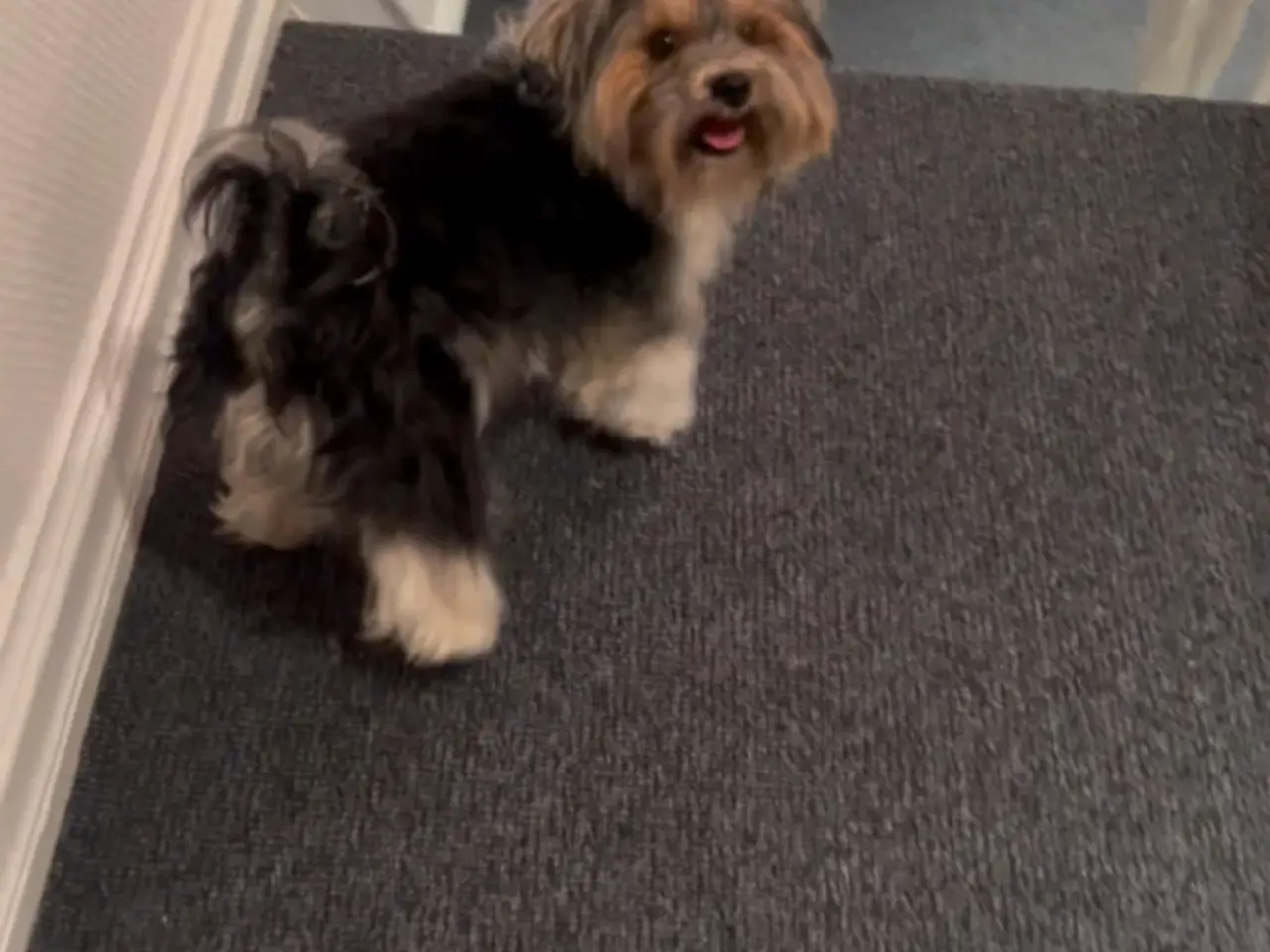 Billede 3 - Biewer terrier til parring. 