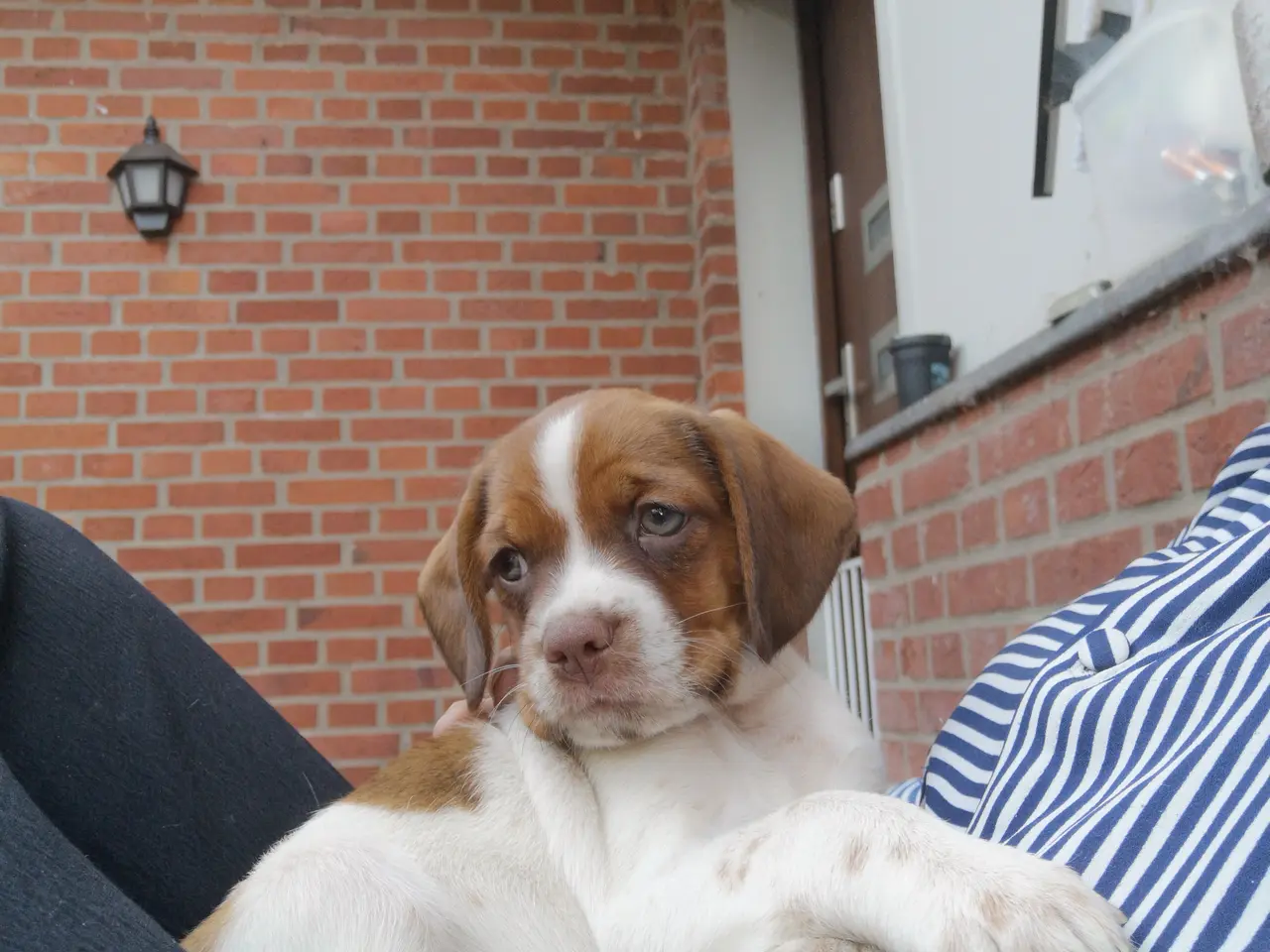 Billede 6 - Amerikansk cockerspaniel blanding 
