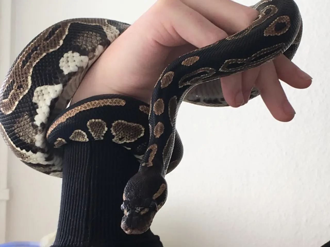 Billede 1 - 2x Königspythons mit Zubehör