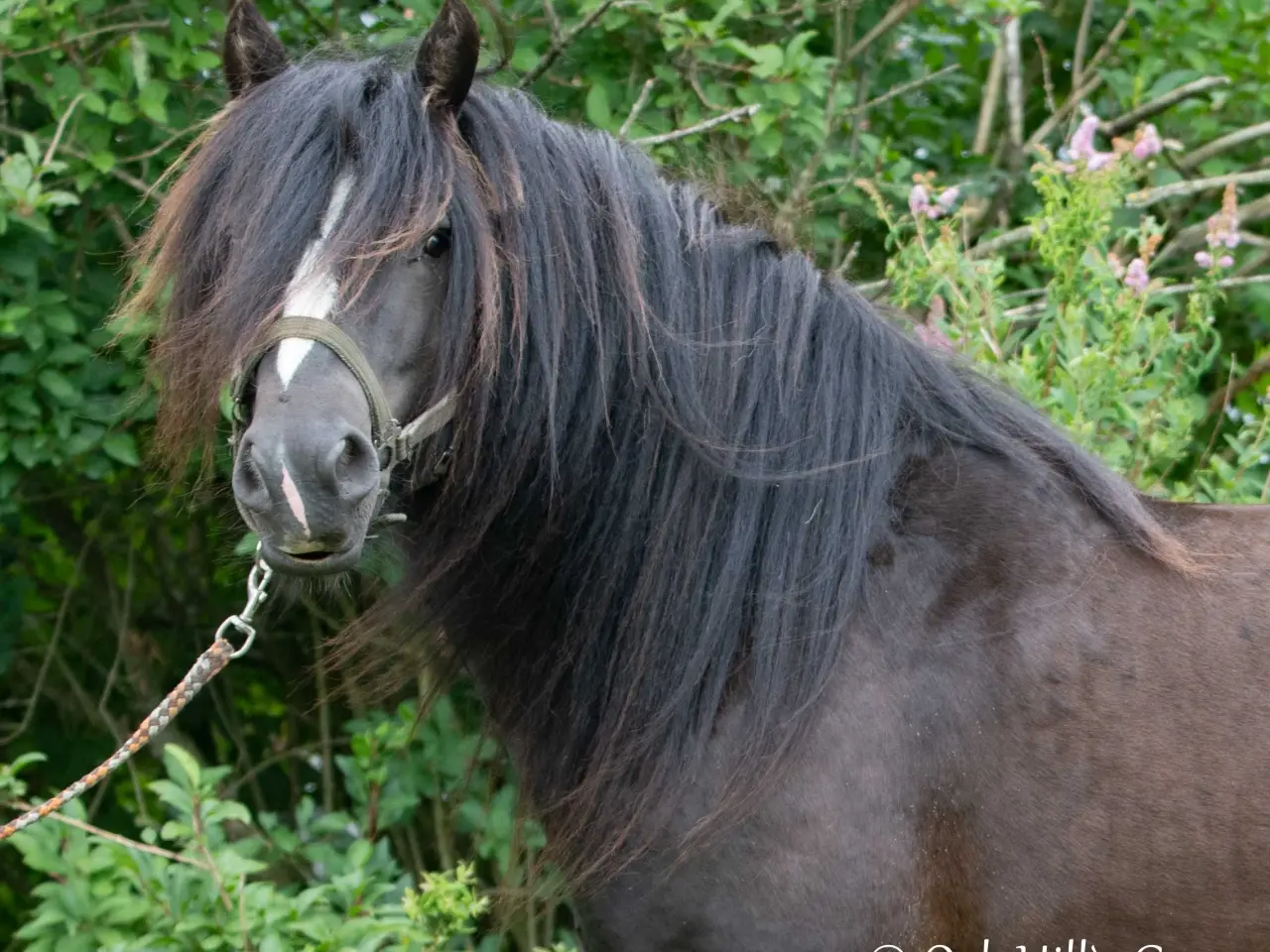 Billede 2 - Tinker/Irish cob vallak
