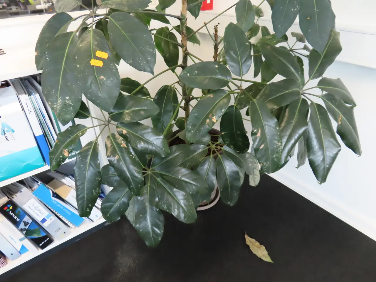 Billede 3 - Plante I krukke