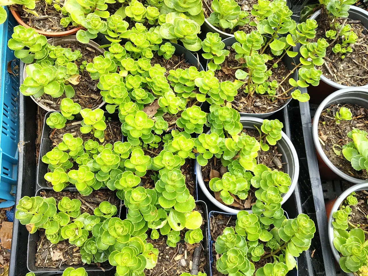 Billede 3 - Stenurt (Sedum spurium 'Album') i potte