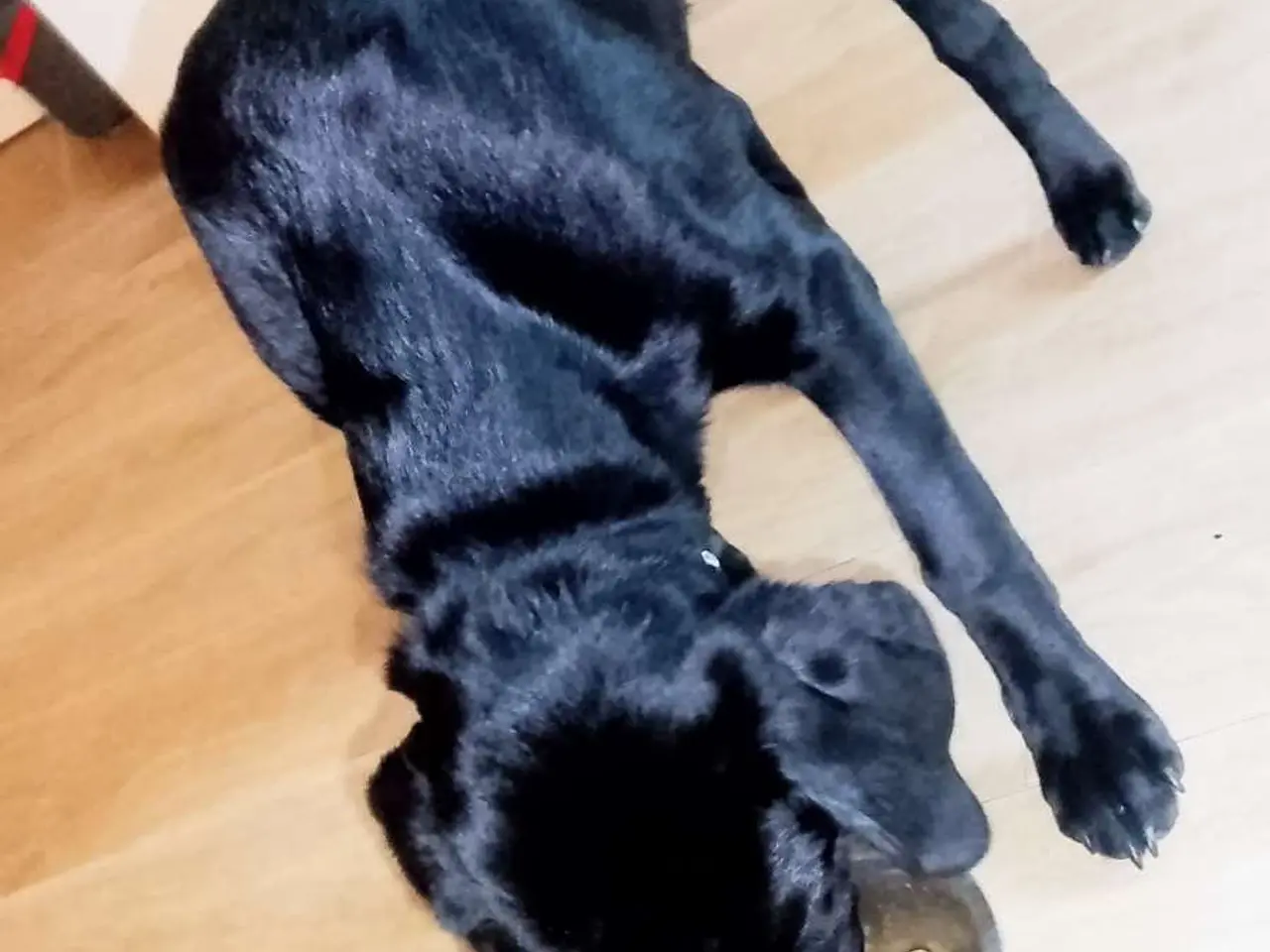 Billede 7 - Hund sælges