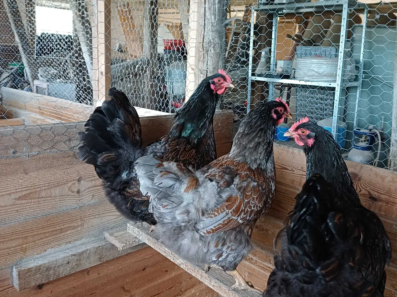 Billede 3 - Rugeæg. Barnevelder