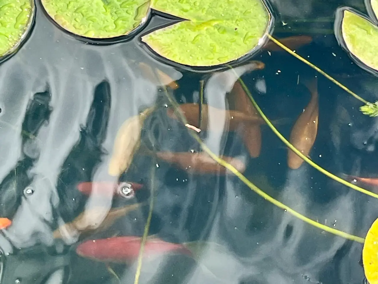 Billede 2 - Store flotte guldfisk