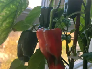 Poblano ancho chili frø