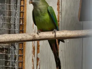 Barraband Parakitter