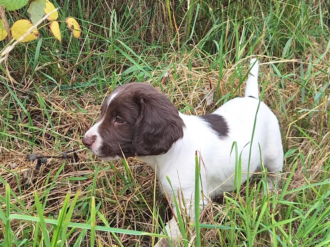 Billede 2 - Engelsk Springer Spaniel hvalpe sælges