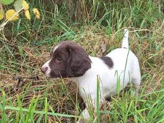 Engelsk Springer Spaniel hvalpe sælges - 2
