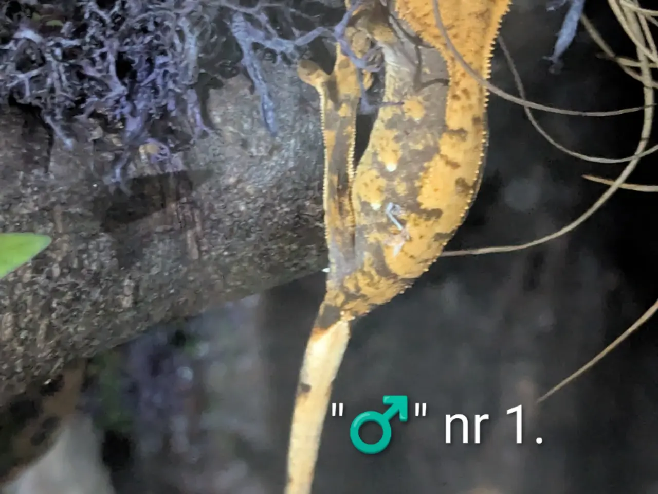 Billede 18 - 3 Kronegekko babyer sælges