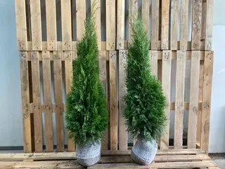 150 stk. Conifers Thuja Smaragd 40-60 cm.