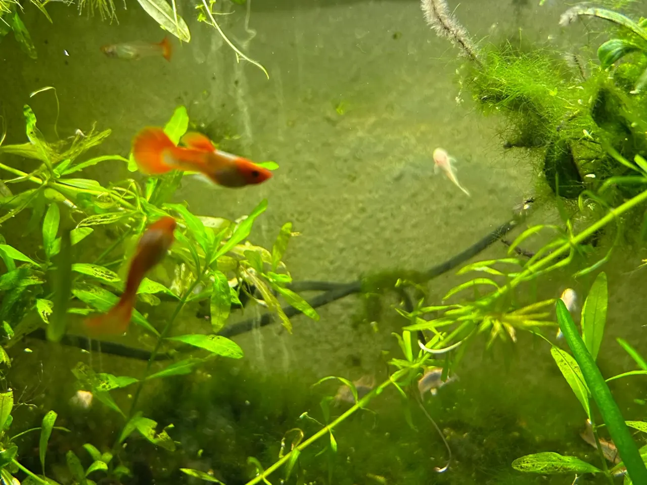 Billede 9 - 🐠❤️ Rednose Koi Guppy Par | Hvid Krop & Rød Hale