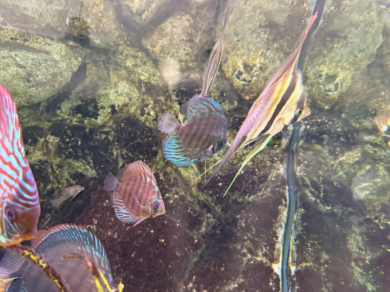 Billede 4 - Discus red turquoise x red spotted green