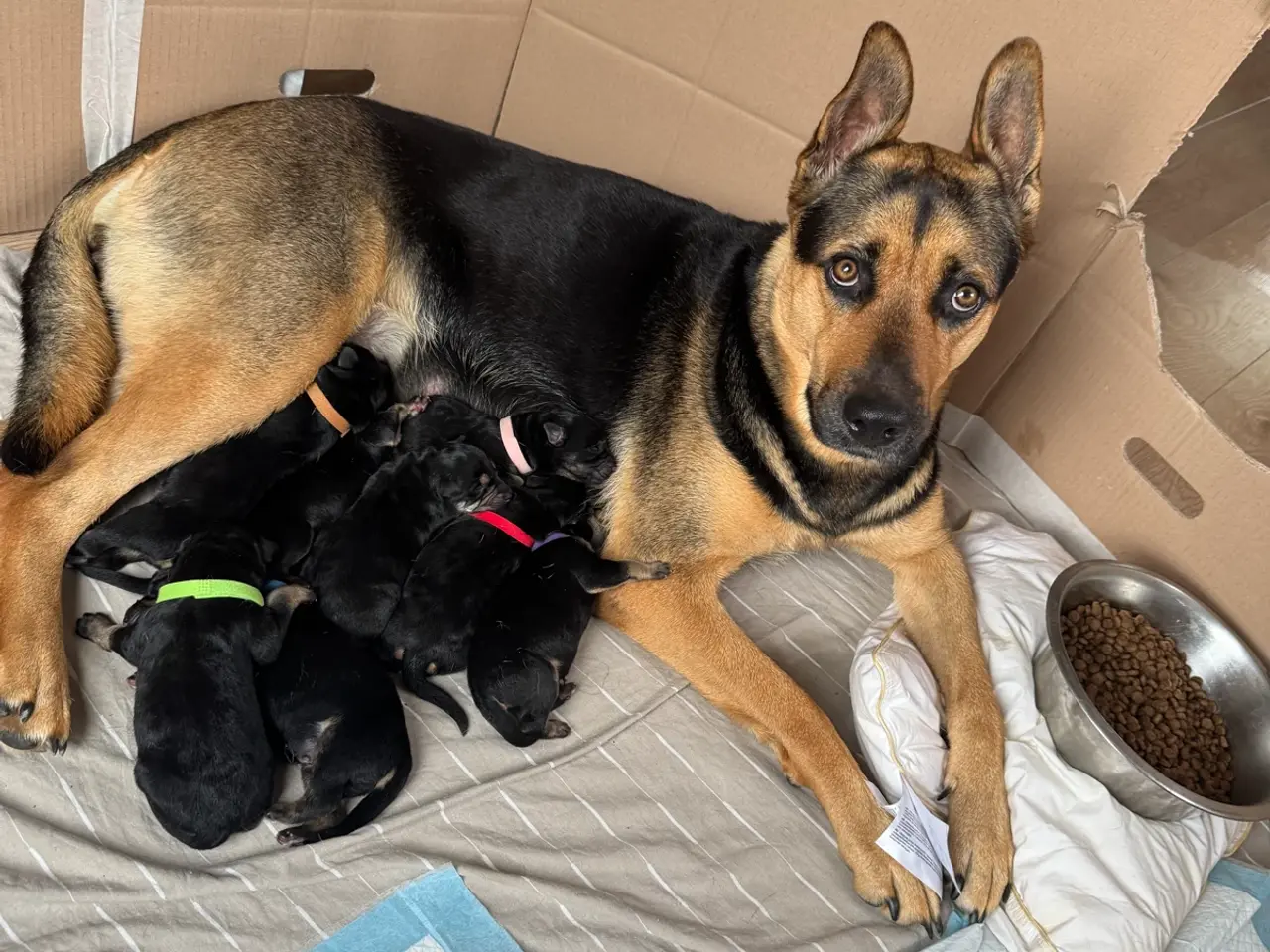 Billede 6 - Hvalpe Rottweiler/Broholmer/Husky/Schæfer