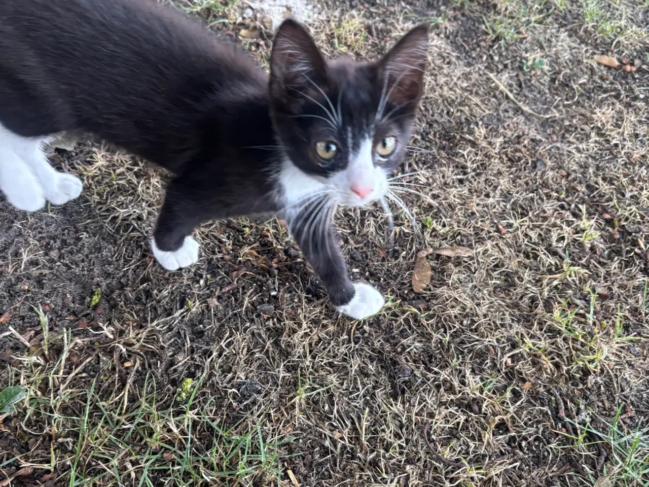 Billede 1 - Katte killinger