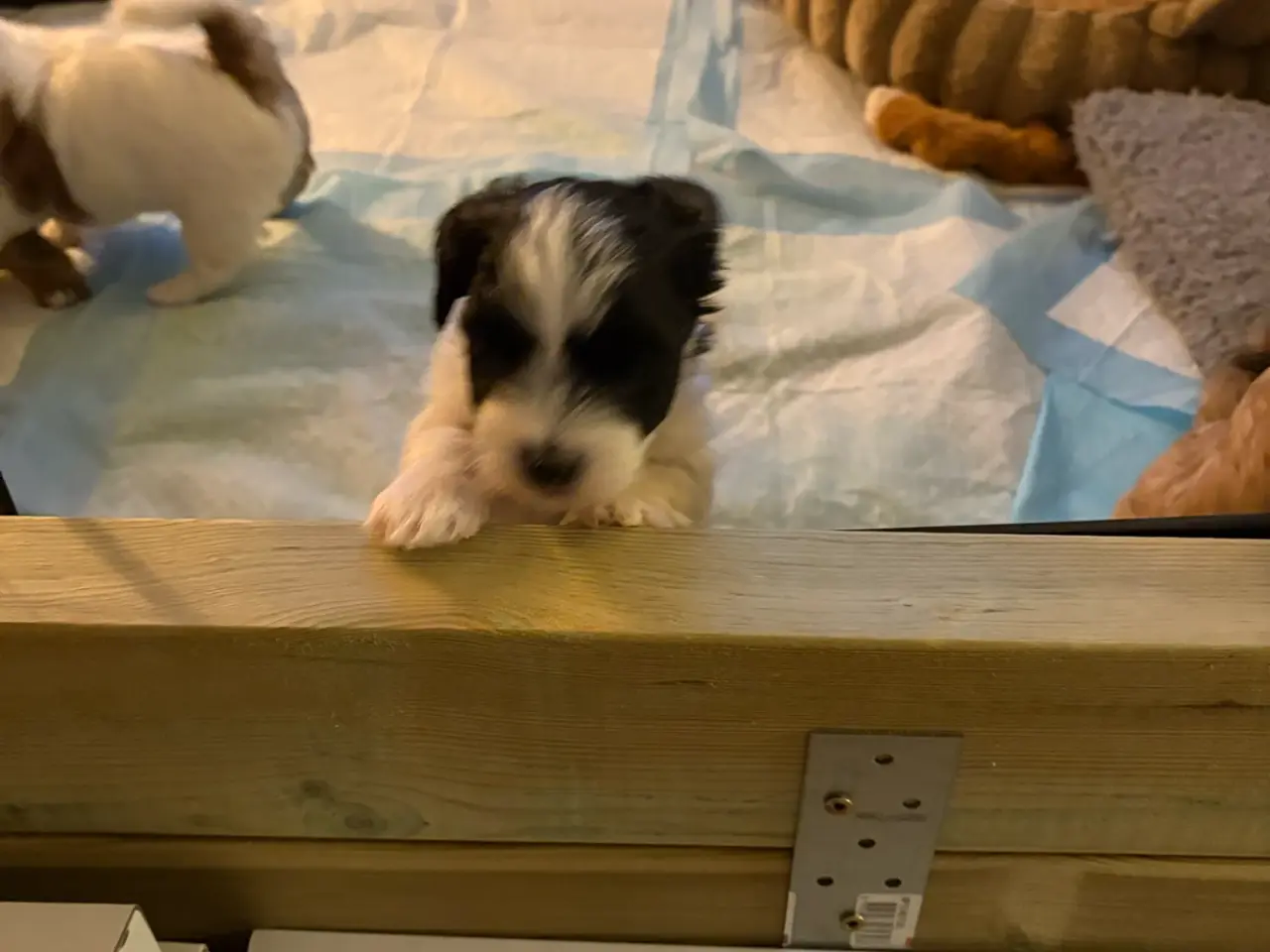 Billede 11 - Super dejlig Bichon Havanais hvalpe🐶