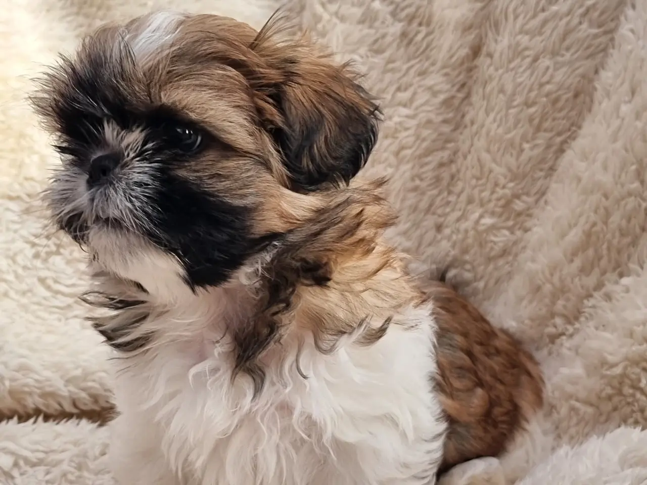 Billede 6 - Shih tzu hvalpe 
