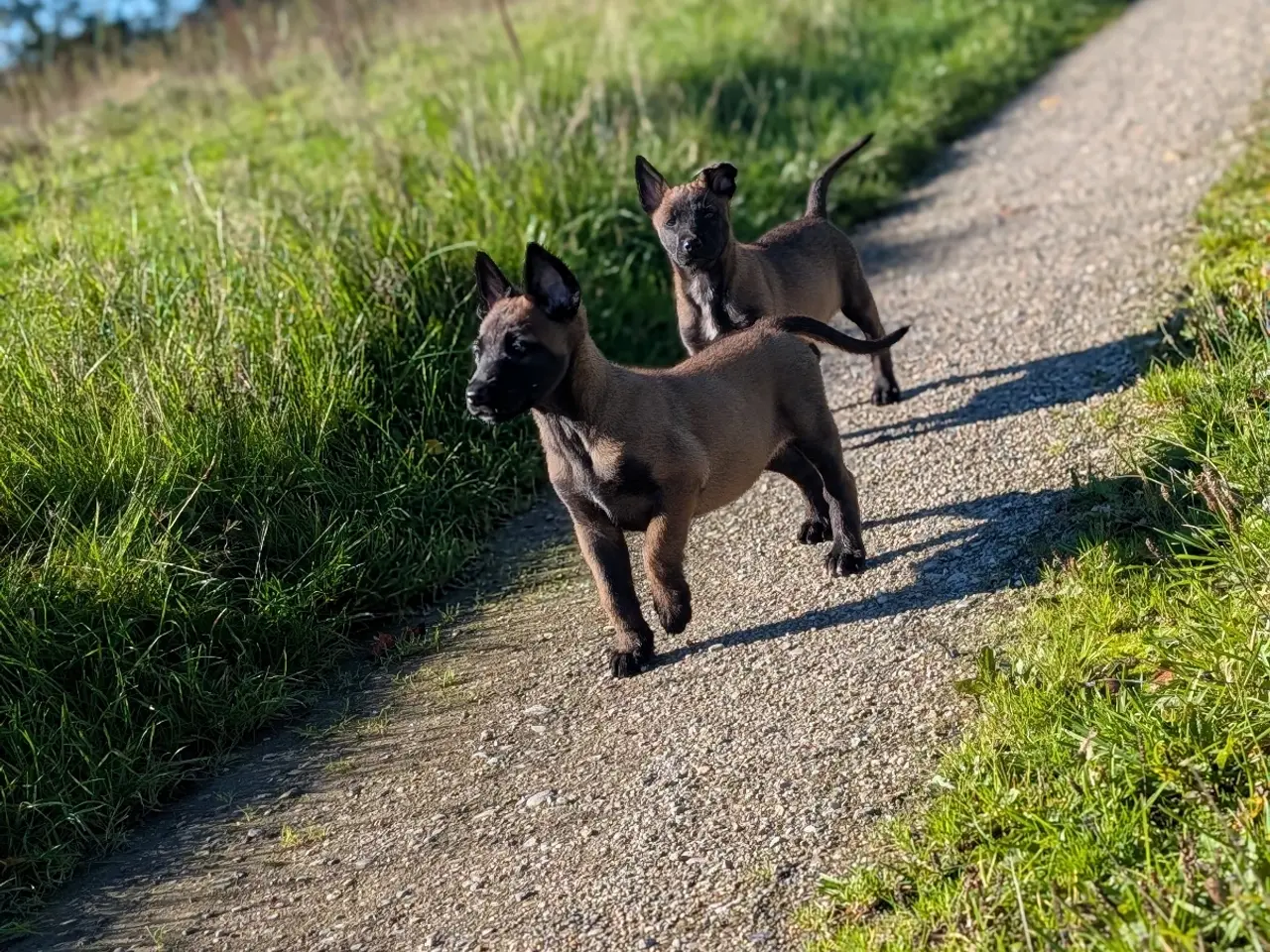 Billede 3 - 🐶 Belgisk Mallinois 🐶