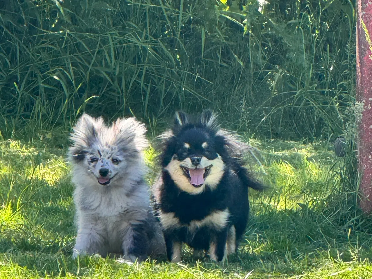 Billede 4 - Pomchi pige