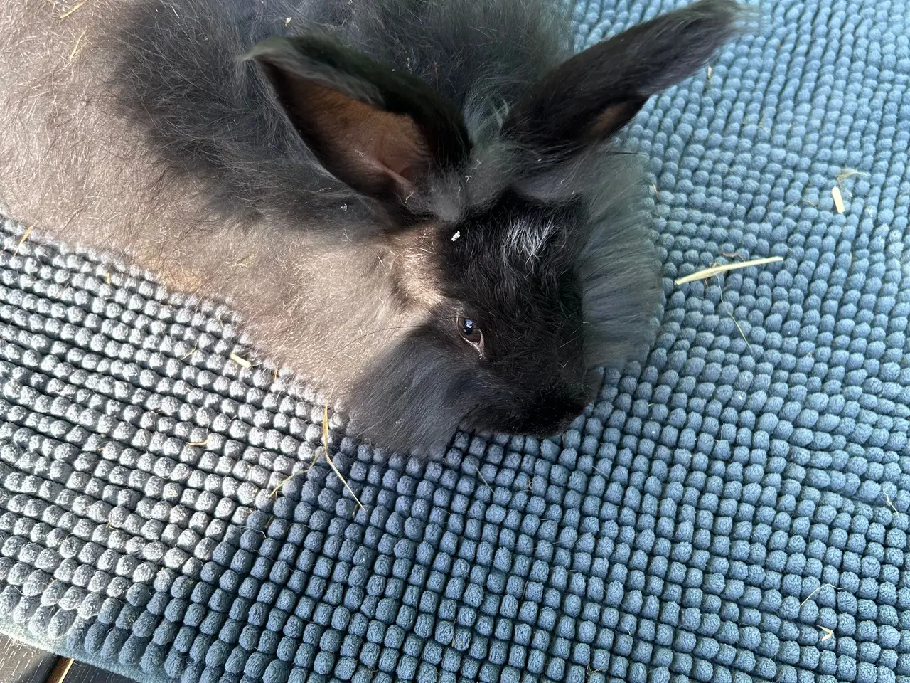 Billede 2 - Angora kanin unger