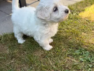 Hundehvalpe Malteser blanding - 2