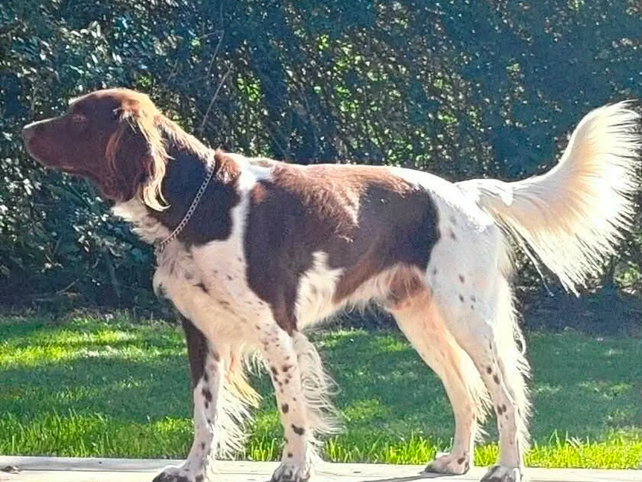 Billede 4 - Hunde Hvalpe.