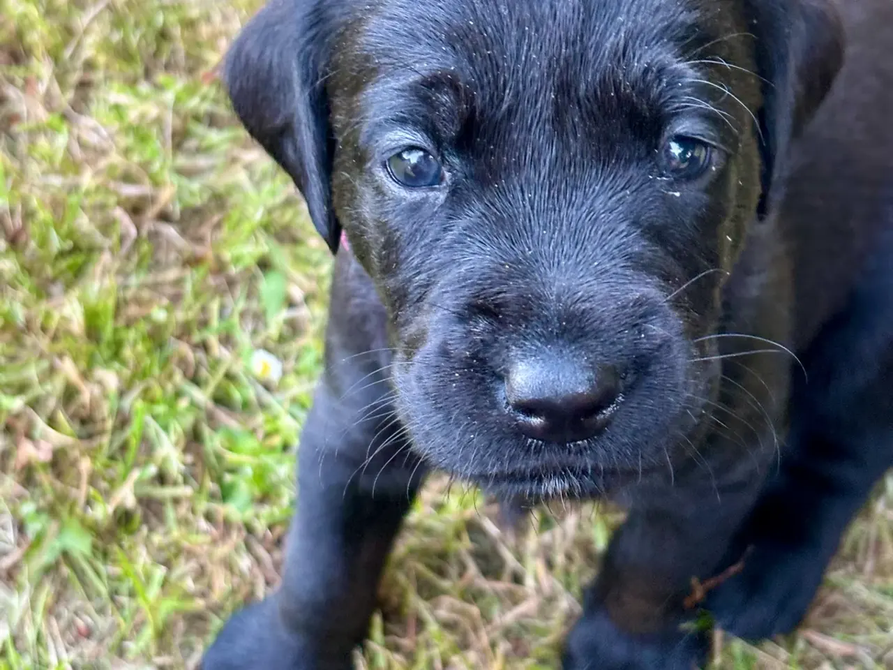 Billede 5 - Dejlige f1 labrador hvalpe