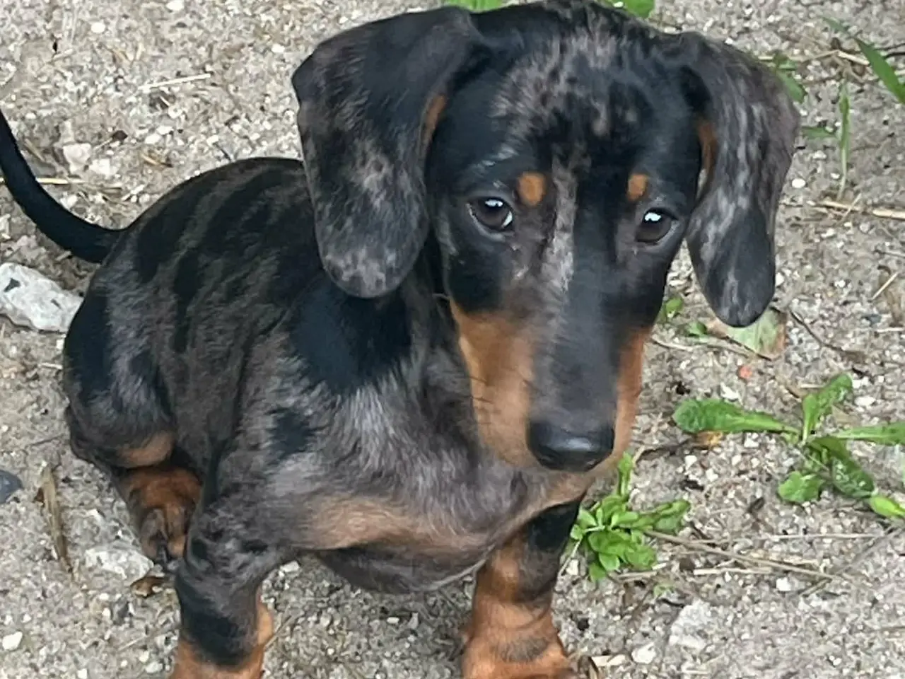 Billede 5 - GRAVHUNDE KORTHÅRET DVÆRG