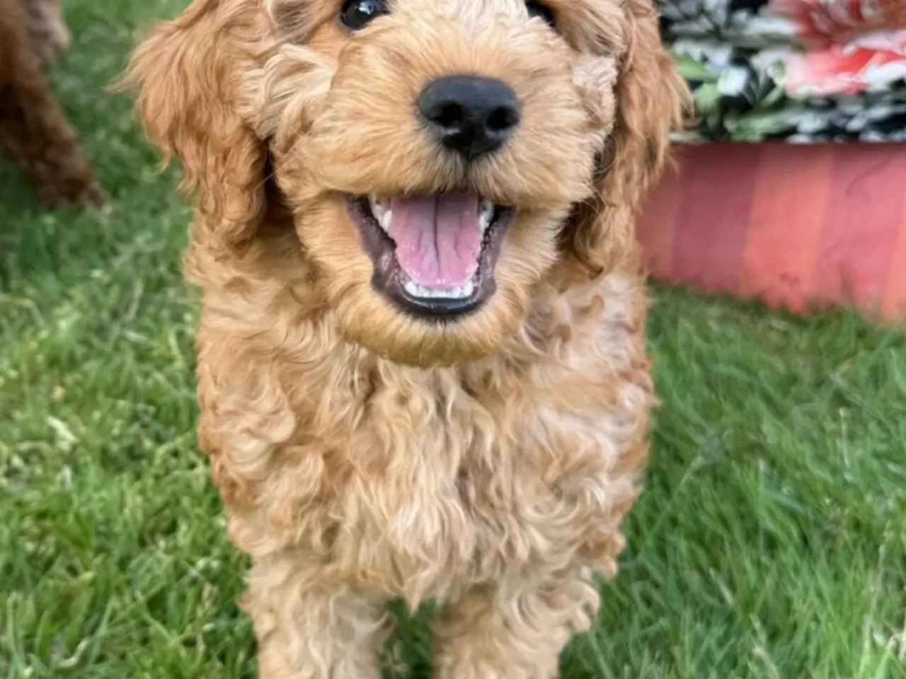 Billede 6 - Cockapoo hvalpe