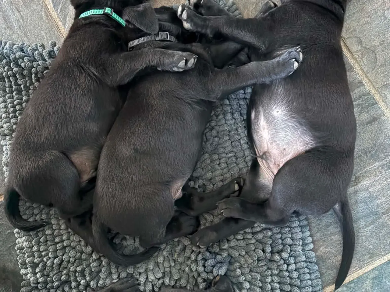 Billede 7 - Særlig Labrador Formel 1-hvalp søger et hjem