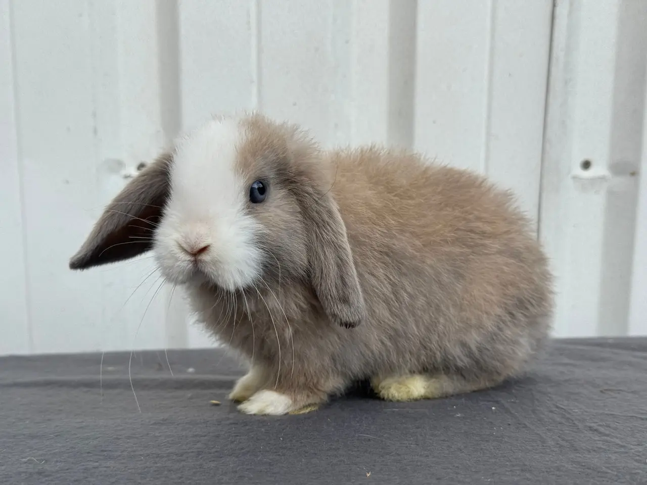 Billede 2 - Mini lop hankanin