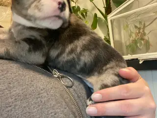 Fransk bulldog/ old english bulldog