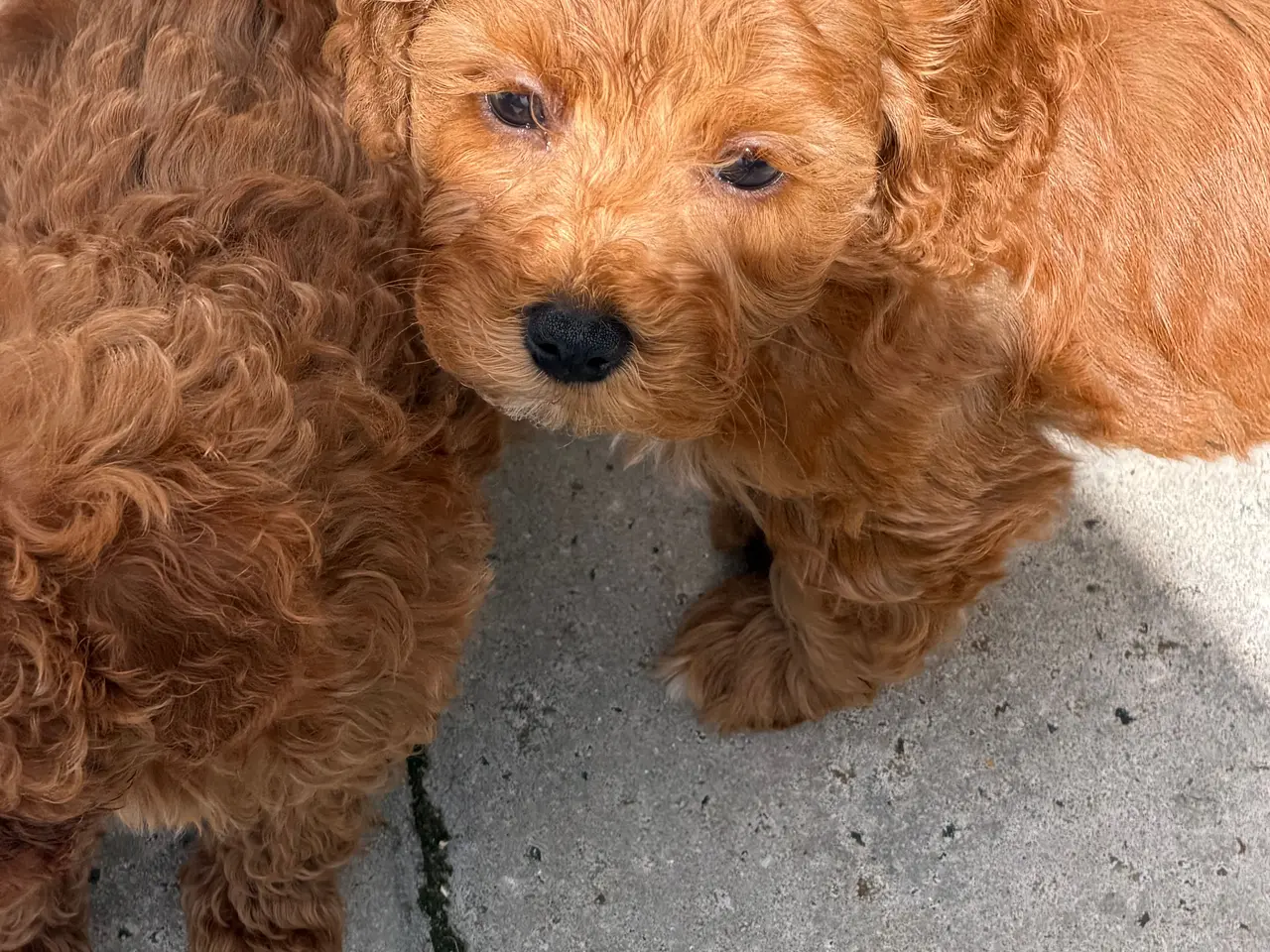 Billede 9 - 🐾✨ Skønne Mini Maltipoo hvalpe klar juli/August