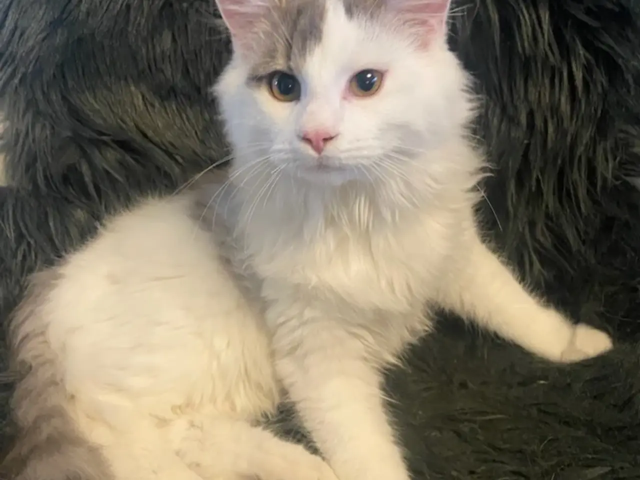 Billede 3 - Sød og kælen Main Coon blanding