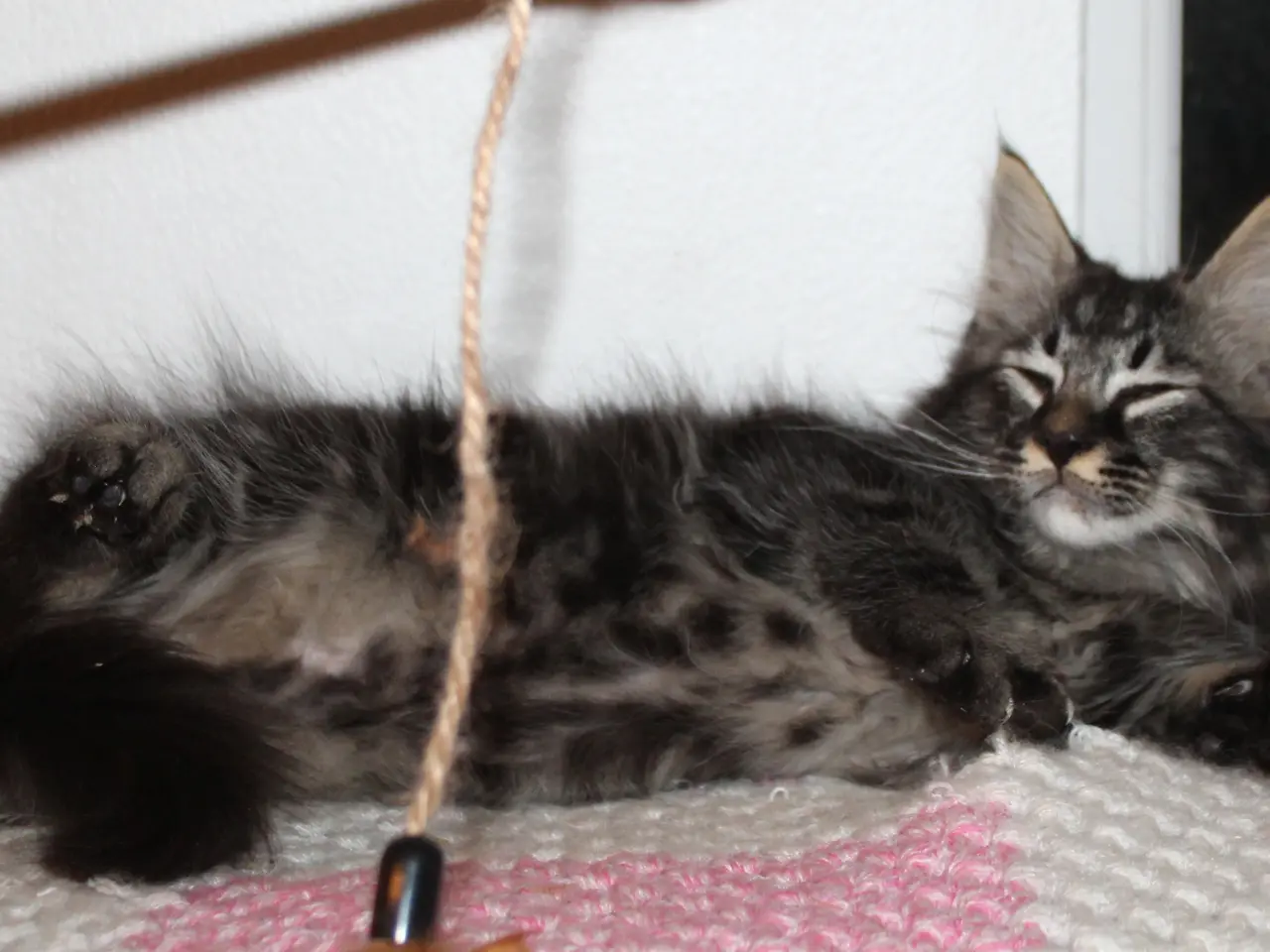 Billede 7 - 🤎 En rigtig kælepot med store poter 🌿 Maine Coon