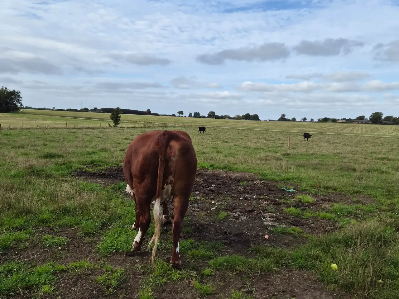 Billede 6 - Hereford/RDM ko - 3 årig håndtam