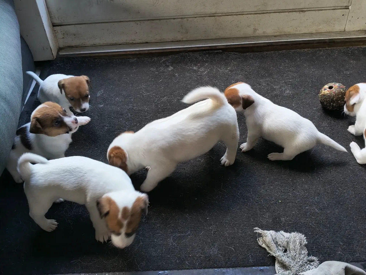 Billede 16 - Lækker Jack Russell Terrier hvalpe 