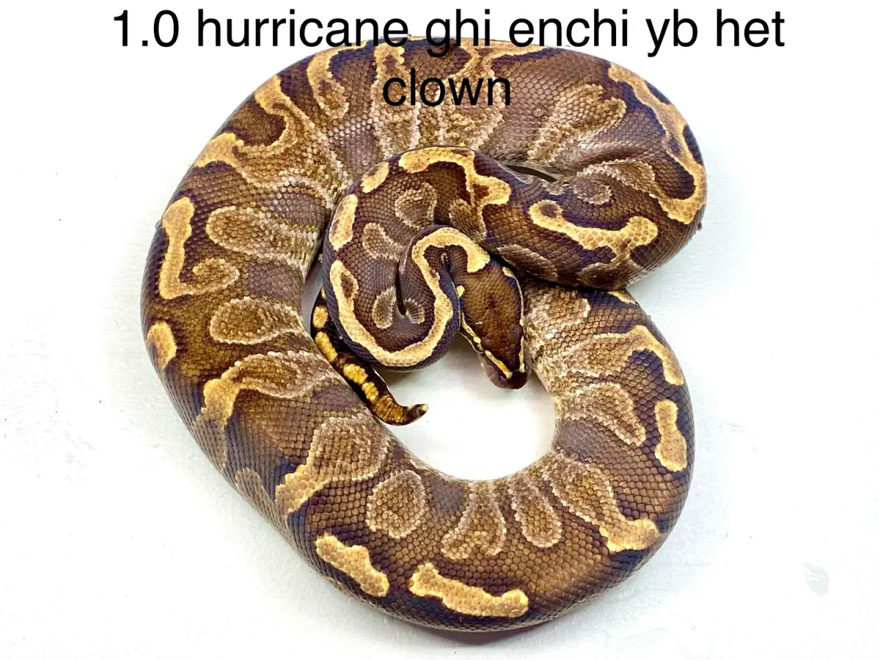 Billede 1 - Konge python