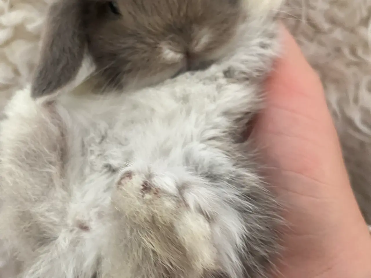 Billede 6 - Mini lop kanin unger