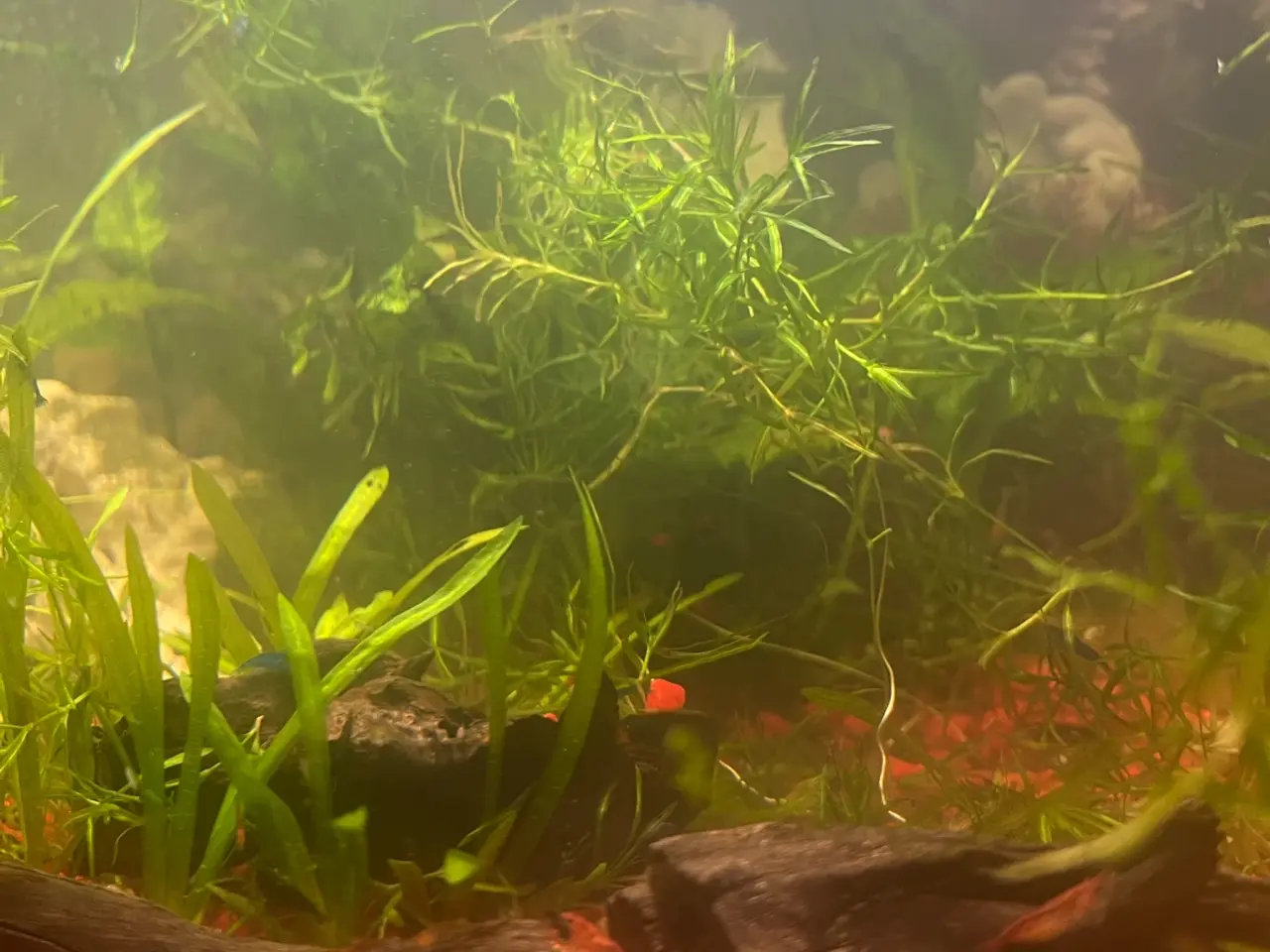 Billede 9 - Eheim akvarie